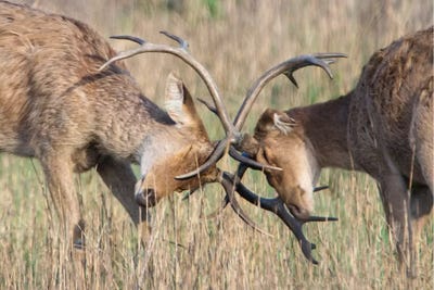 Swamp Deer II, Kanha National Park, Madhya Pradesh, India by Panoramic Images framed wall art