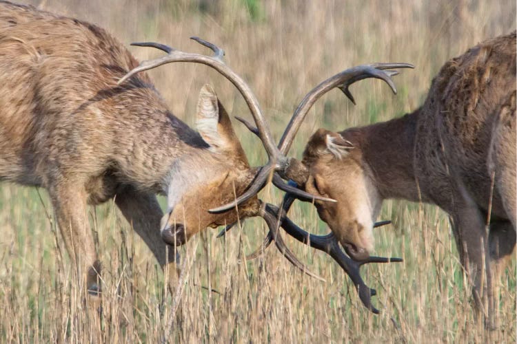 Swamp Deer II, Kanha National Park, Madhya Pradesh, India