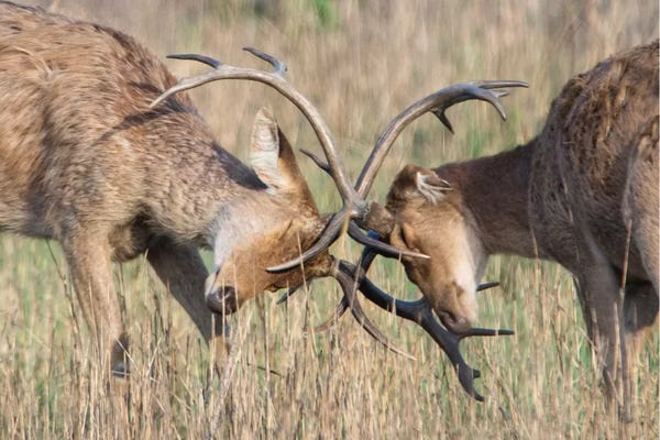 Madhya Pradesh: Swamp Deer II, Kanha National Park, Madhya Pradesh, India by Panoramic Images