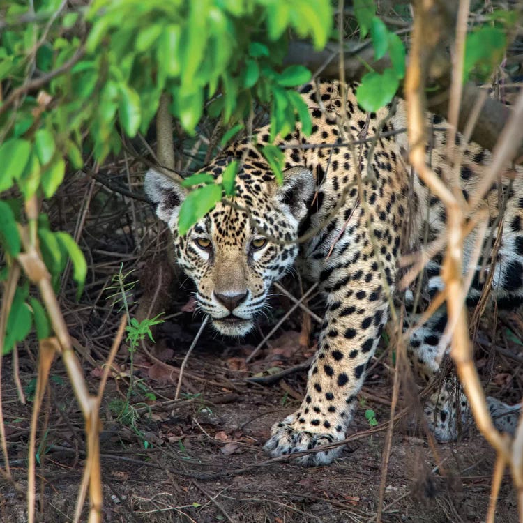 Jaguar II, Pantanal Conservation Area, Brazil