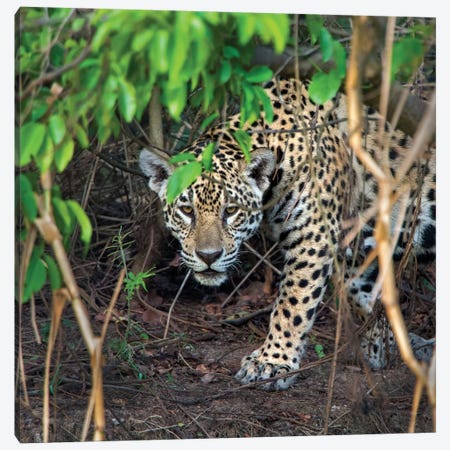 Jaguar II, Pantanal Conservation Area, Brazil Canvas Print #PIM13584} by Panoramic Images Canvas Artwork
