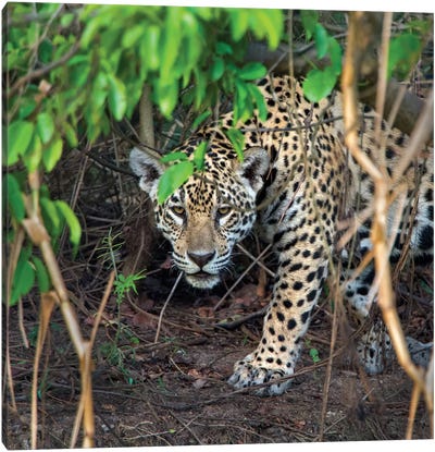 Jaguar II, Pantanal Conservation Area, Brazil Canvas Art Print - Wild Cat Art