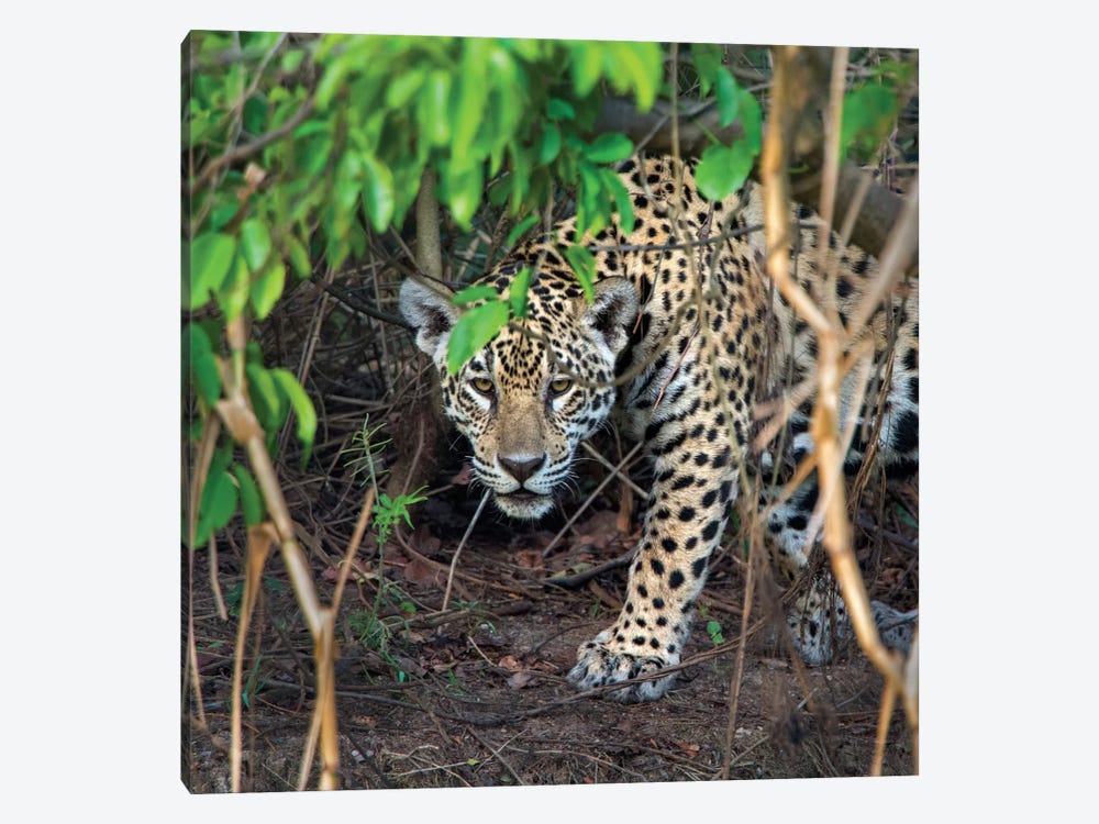 Jaguar II, Pantanal Conservation Area, Brazil by Panoramic Images 1-piece Canvas Art