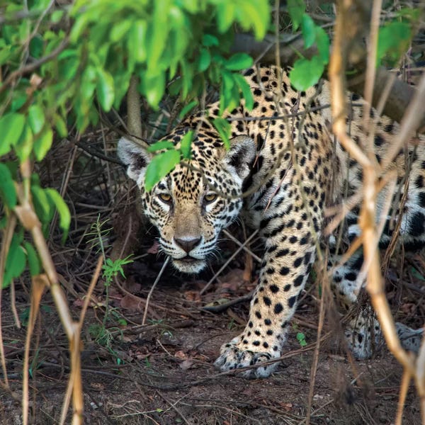 Jaguars: Jaguar II, Pantanal Conservation Area, Brazil by Panoramic Images