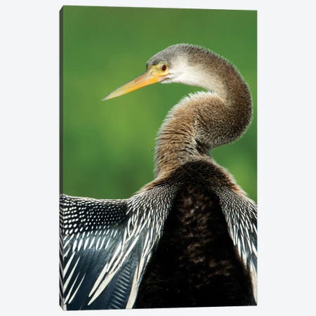 Anhinga I, Pantanal Conservation Area, Brazil Canvas Print #PIM13586} by Panoramic Images Canvas Wall Art