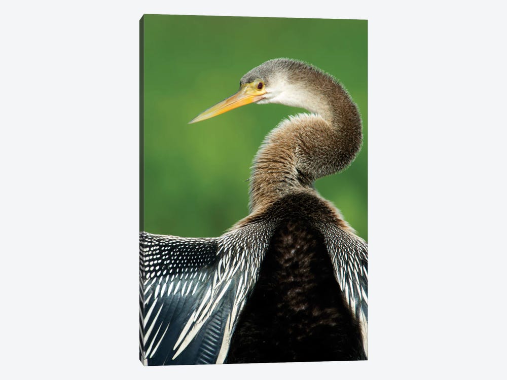 Anhinga I, Pantanal Conservation Area, Brazil by Panoramic Images 1-piece Canvas Artwork