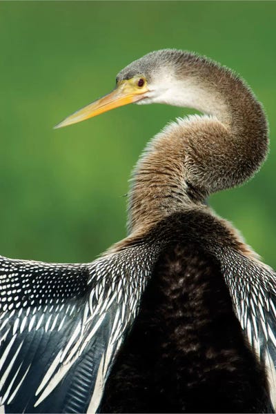 Brazil: Anhinga I, Pantanal Conservation Area, Brazil by Panoramic Images