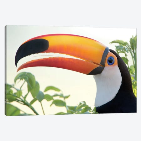 Toco Toucan I, Pantanal Conservation Area, Brazil Canvas Print #PIM13607} by Panoramic Images Canvas Print