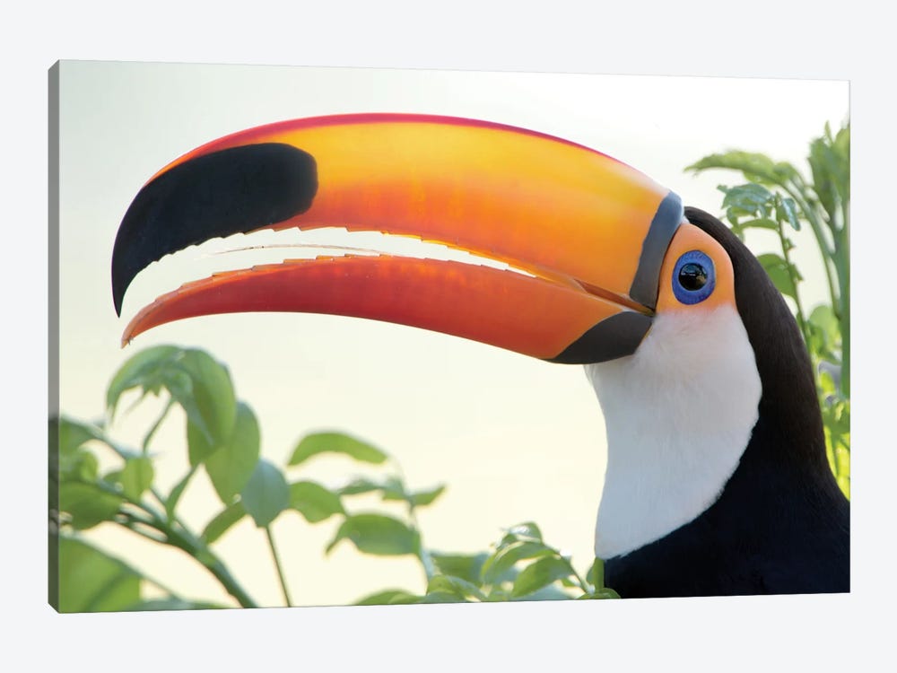 Toco Toucan I, Pantanal Conservation Area, Brazil by Panoramic Images 1-piece Art Print