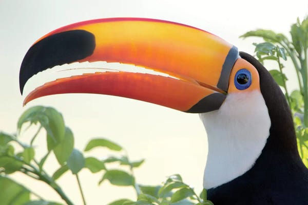 Toco Toucan I, Pantanal Conservation Area, Brazil