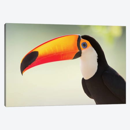 Toco Toucan II, Pantanal Conservation Area, Brazil Canvas Print #PIM13615} by Panoramic Images Canvas Artwork