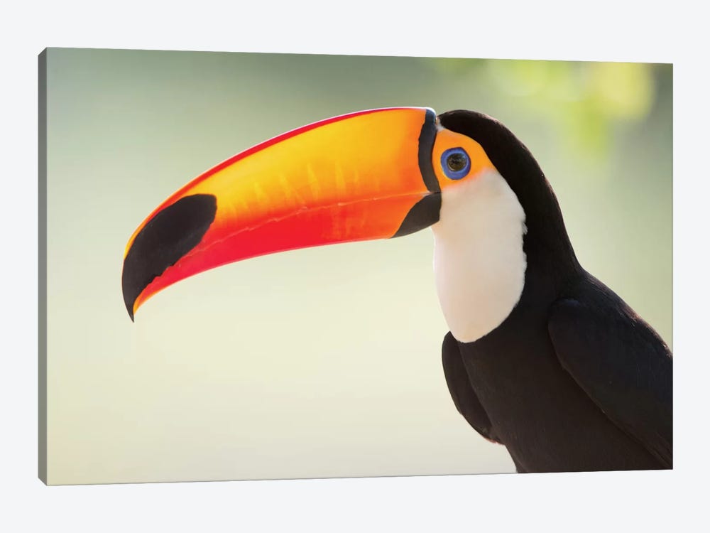 Toco Toucan II, Pantanal Conservation Area, Brazil by Panoramic Images 1-piece Canvas Art