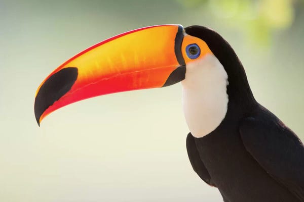Brazil: Toco Toucan II, Pantanal Conservation Area, Brazil by Panoramic Images