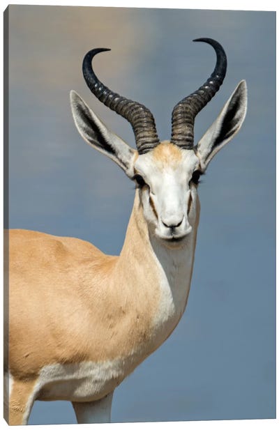 Springbok I, Etosha National Park, Namibia Canvas Art Print - Antelopes