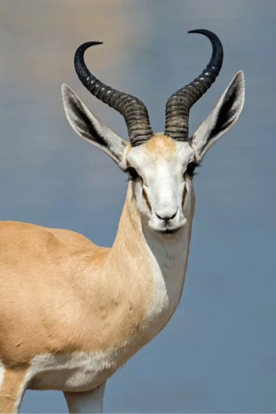 Pronghorns: Springbok I, Etosha National Park, Namibia by Panoramic Images