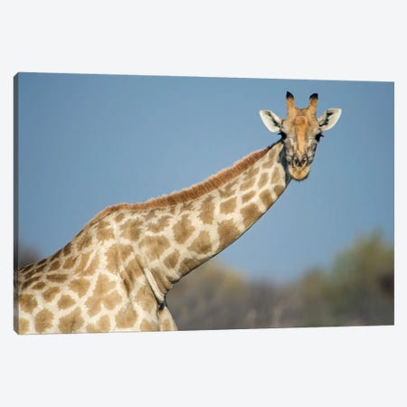 Southern Giraffe, Etosha National Park, Namibia Canvas Print #PIM13662} by Panoramic Images Canvas Art