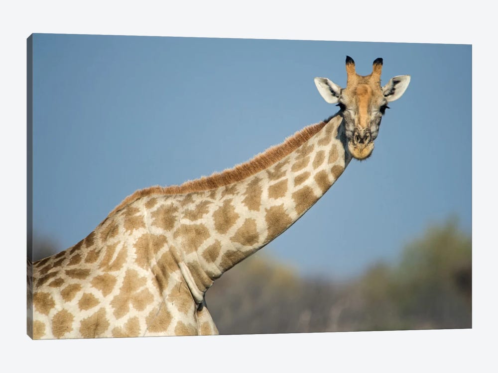 Southern Giraffe, Etosha National Park, Namibia by Panoramic Images 1-piece Canvas Artwork
