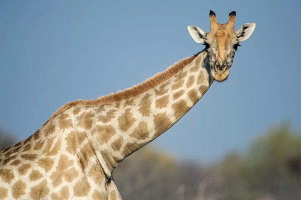 Namibia: Southern Giraffe, Etosha National Park, Namibia by Panoramic Images