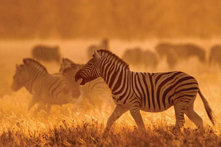 Burchell's Zebra I, Etosha National Park, Namibia