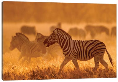 Burchell's Zebra I, Etosha National Park, Namibia Canvas Art Print - Namibia