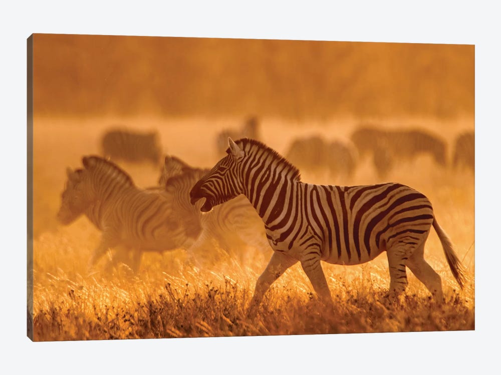 Burchell's Zebra I, Etosha National Park, Namibia by Panoramic Images 1-piece Canvas Print