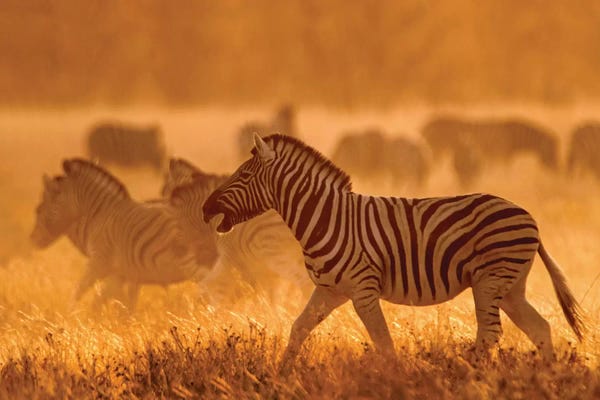 Namibia: Burchell's Zebra I, Etosha National Park, Namibia by Panoramic Images