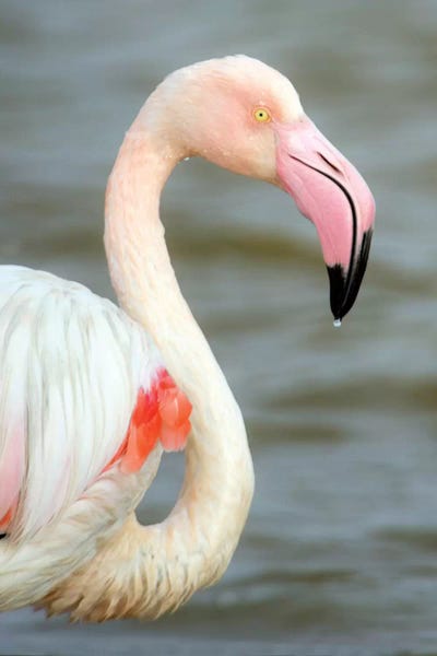 Greater Flamingo I, Namibia by Panoramic Images canvas print