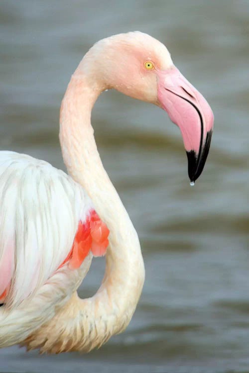 Greater Flamingo I, Namibia