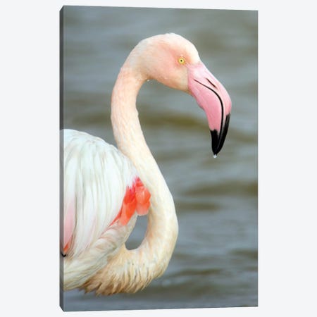 Greater Flamingo I, Namibia Canvas Print #PIM13668} by Panoramic Images Canvas Art