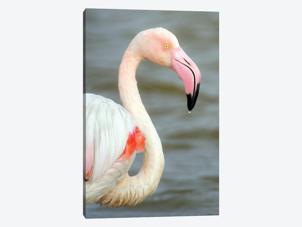 Greater Flamingo I, Namibia by Panoramic Images 1-piece Canvas Wall Art