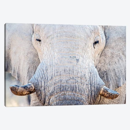 African Elephant I, Etosha National Park, Namibia Canvas Print #PIM13671} by Panoramic Images Canvas Print