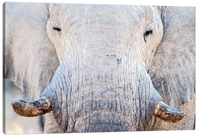 African Elephant I, Etosha National Park, Namibia Canvas Art Print - Namibia