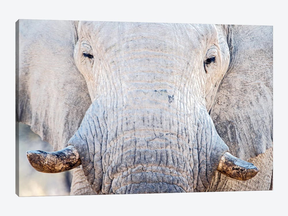African Elephant I, Etosha National Park, Namibia by Panoramic Images 1-piece Canvas Artwork