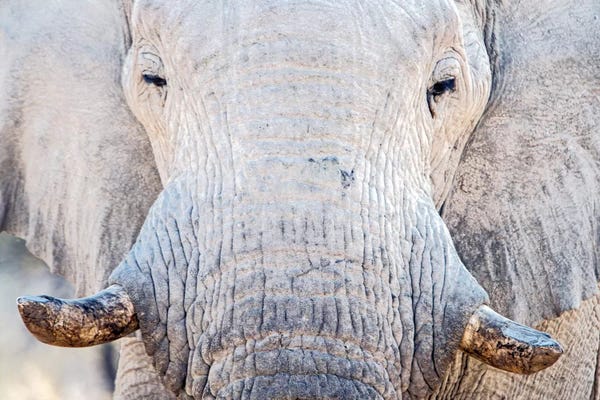 Namibia: African Elephant I, Etosha National Park, Namibia by Panoramic Images