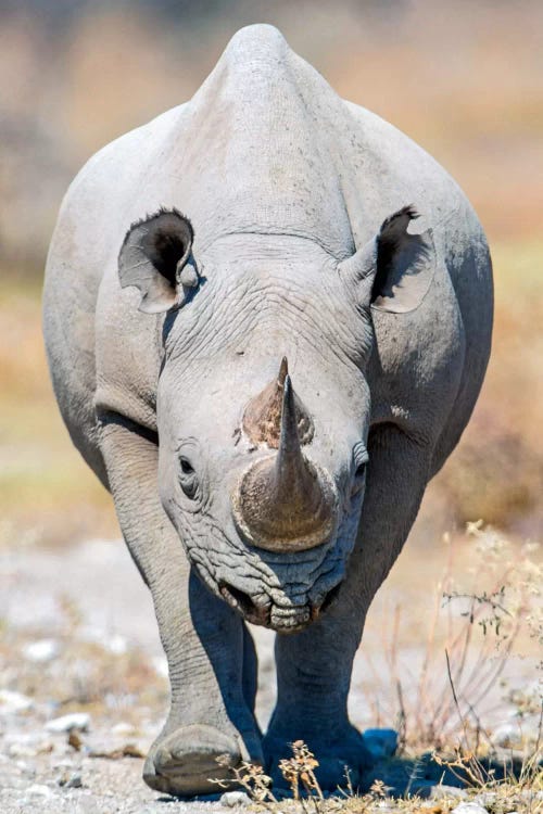 Black Rhinoceros II, Etosha National Park, Namibia