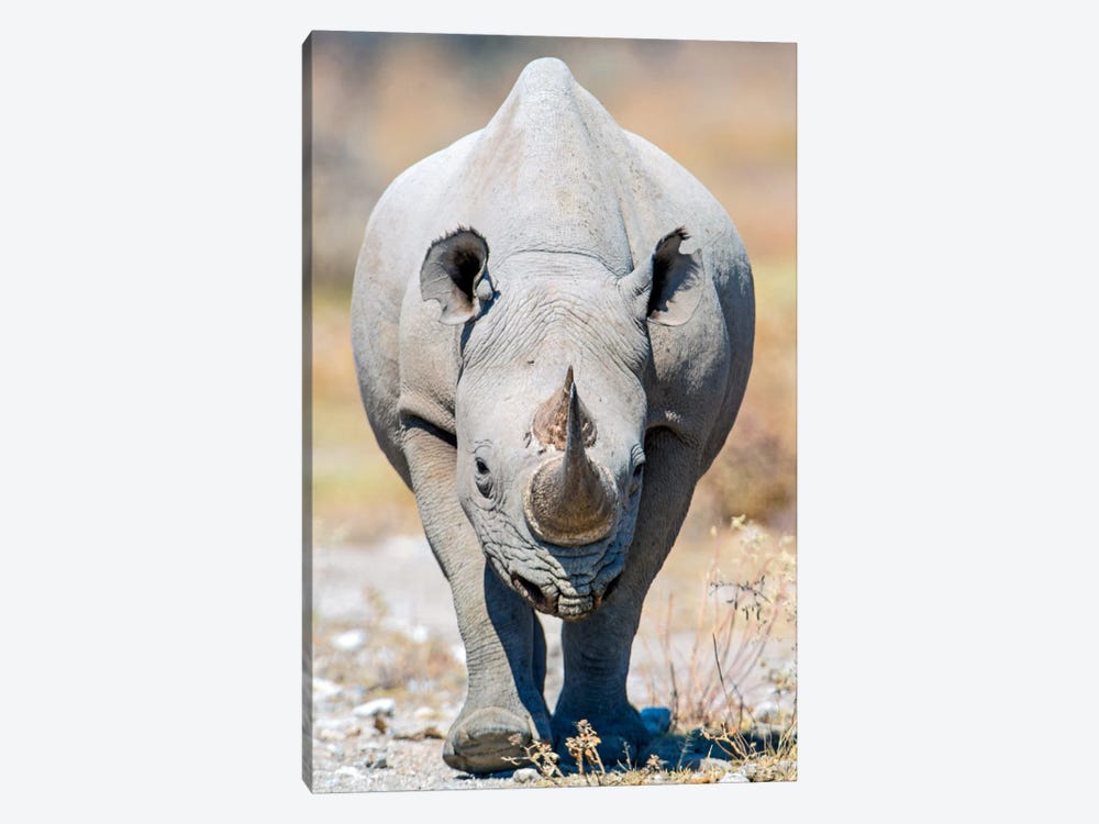Black Rhinoceros II, Etosha National Park, Namibia by Panoramic Images 1-piece Canvas Art