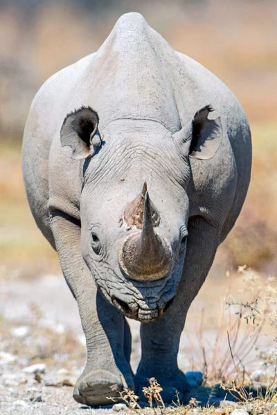 Namibia: Black Rhinoceros II, Etosha National Park, Namibia by Panoramic Images