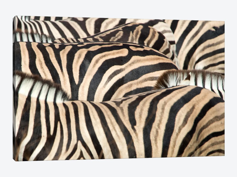 Burchell's Zebra Herd Close-Up II, Etosha National Park, Namibia by Panoramic Images 1-piece Canvas Artwork