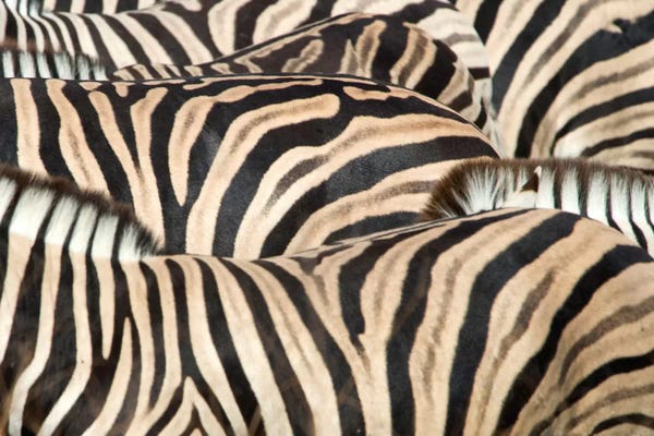 Animal Patterns: Burchell's Zebra Herd Close-Up II, Etosha National Park, Namibia by Panoramic Images