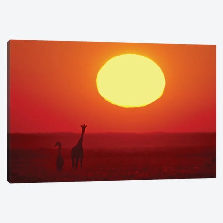 Southern Giraffes At Sunset I, Etosha National Park, Namibia Canvas Print #PIM13684} by Panoramic Images Canvas Art Print