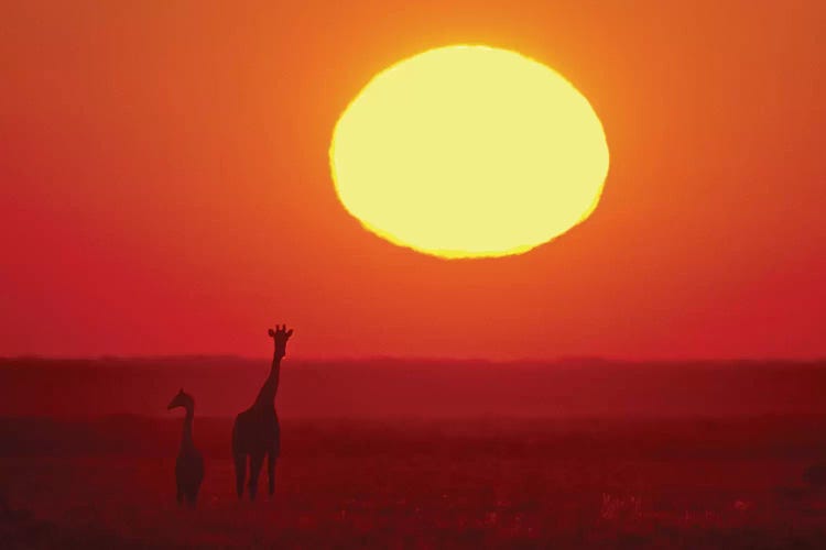 Southern Giraffes At Sunset I, Etosha National Park, Namibia by Panoramic Images wall art