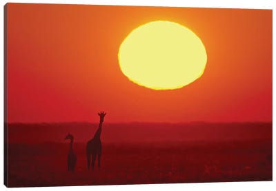 Southern Giraffes At Sunset I, Etosha National Park, Namibia Canvas Art Print - Namibia