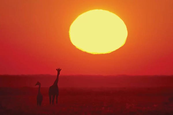 Southern Giraffes At Sunset I, Etosha National Park, Namibia