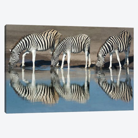 Burchell's Zebras At A Watering Hole II, Etosha National Park, Namibia Canvas Print #PIM13729} by Panoramic Images Canvas Art Print
