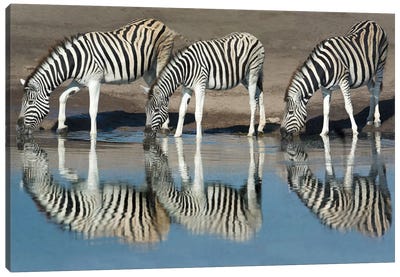 Burchell's Zebras At A Watering Hole II, Etosha National Park, Namibia Canvas Art Print - Namibia