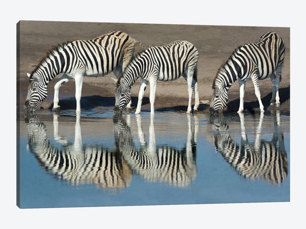 Burchell's Zebras At A Watering Hole II, Etosha National Park, Namibia by Panoramic Images 1-piece Canvas Artwork