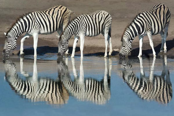 Zebras: Burchell's Zebras At A Watering Hole II, Etosha National Park, Namibia by Panoramic Images