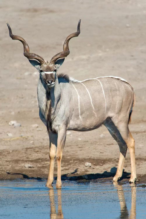 Greater Kudu At A Watering Hole, Etosha National Park, Namibia