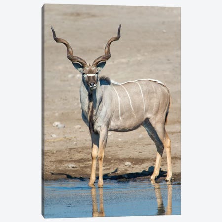 Greater Kudu At A Watering Hole, Etosha National Park, Namibia Canvas Print #PIM13731} by Panoramic Images Canvas Artwork
