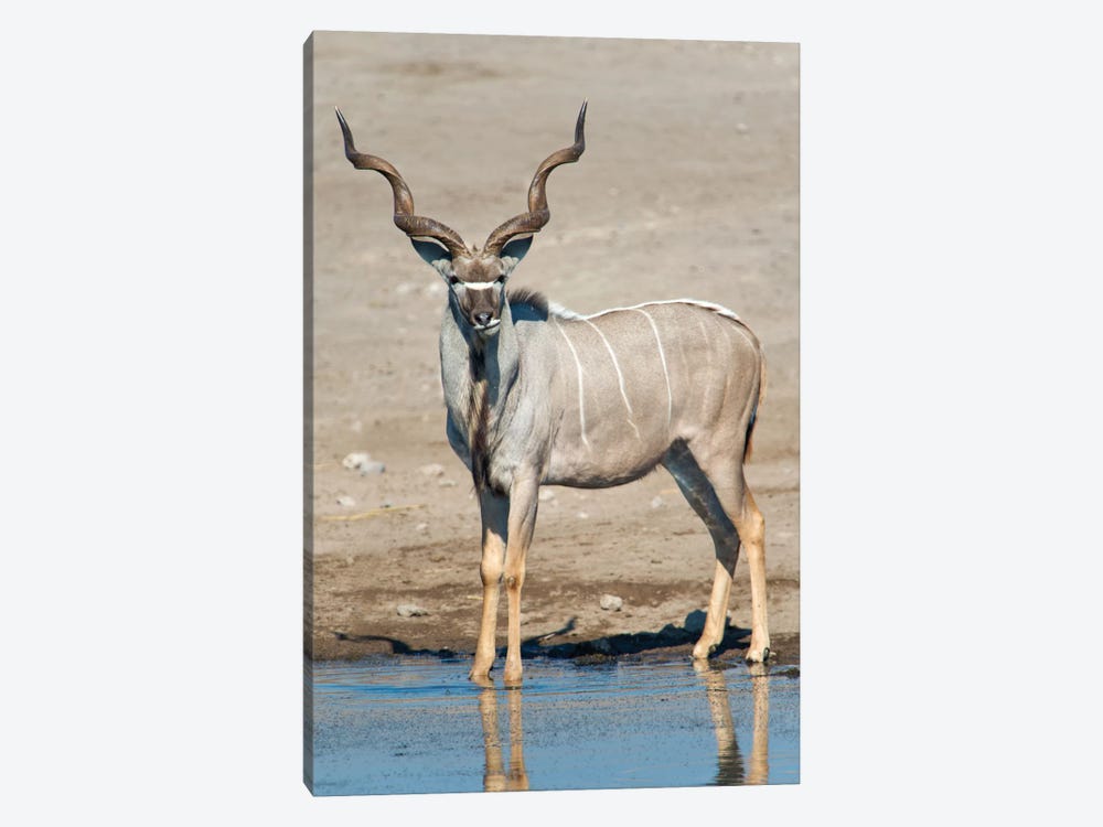 Greater Kudu At A Watering Hole, Etosha National Park, Namibia by Panoramic Images 1-piece Canvas Art Print